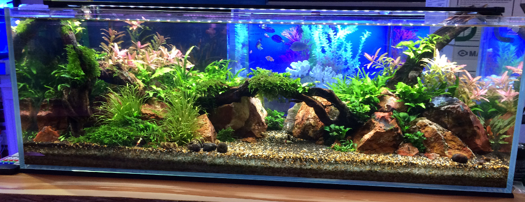 Fish Planet Freshwater Aquarium Aquascape With Lush Green Plants, Driftwood, and Snails