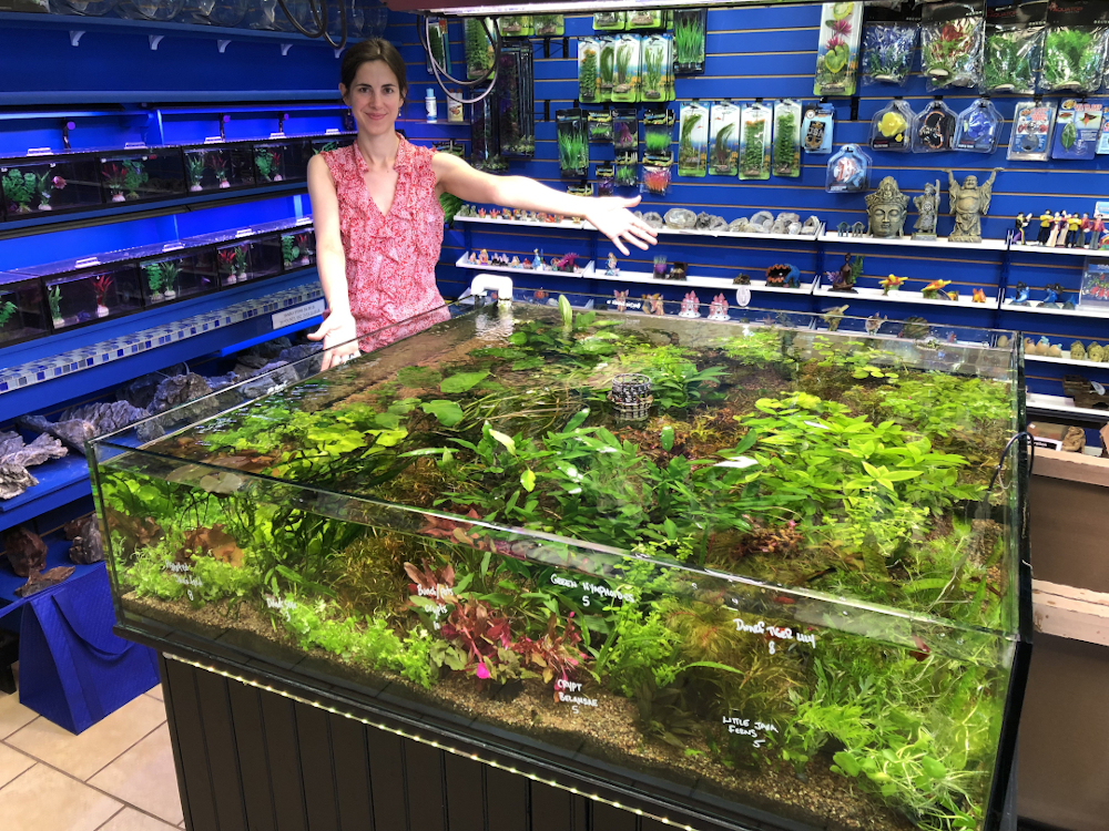 Fish Planet Store Interior Freshwater Aquatic Plants Aquarium With Woman in Red Blouse Showcasing