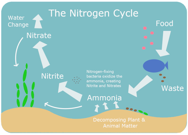 Nitrogen Cycle Graphic Showing Fish Waste and Plant Decay Being Converted into Nitrate and Nitrite