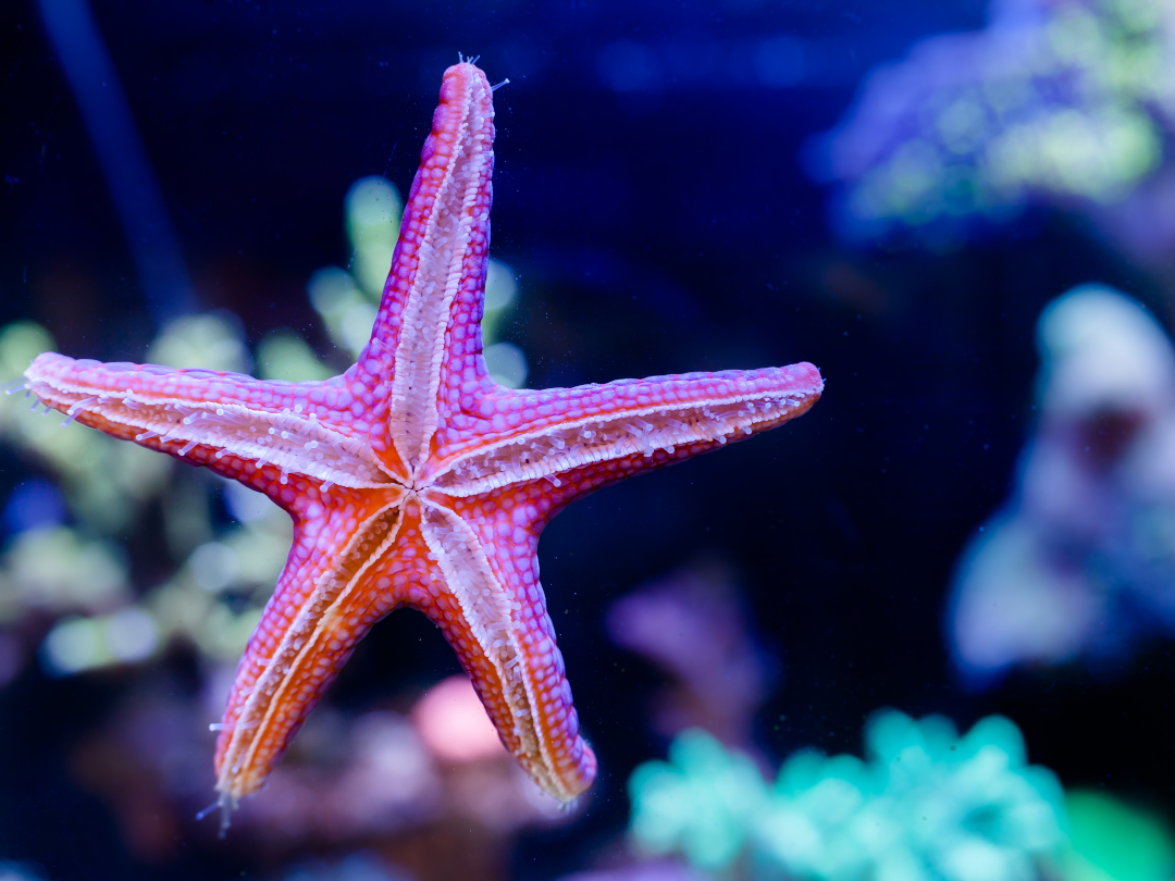 Saltwater Invertebrates Fromia Elegans Starfish
